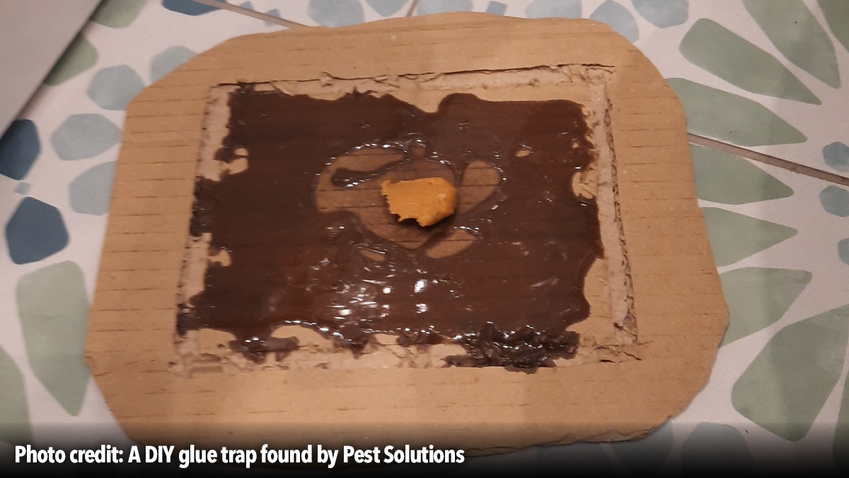 open-letter-steve-reed-glue-trap-law-failure-hero4 open-letter-steve-reed-glue-trap-law-failure-hero4